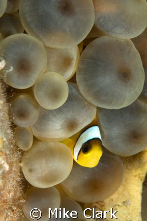 Peek a Booo, Juvenile clownfish in anemone.
D70-60mm len... by Mike Clark 