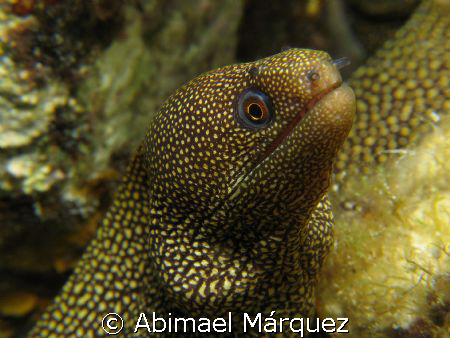 Goldentail Moray, Cozumel by Abimael Márquez 