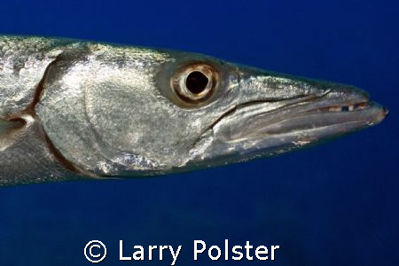 One of many Great Barracuda by Larry Polster 