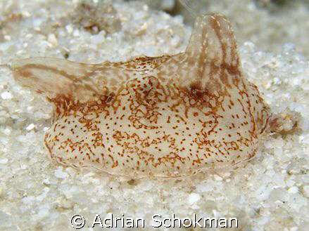 Sea Slug - Found a budance in this particular Site.. Take... by Adrian Schokman 