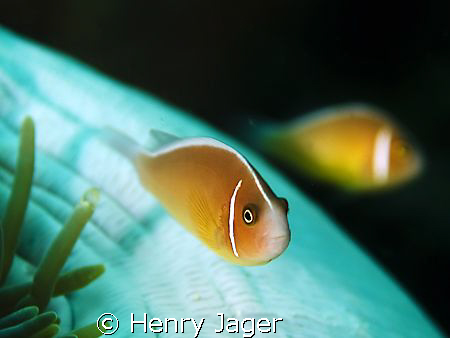 "Mirroring Anemonefishes" Raja Ampat, West Papua by Henry Jager 