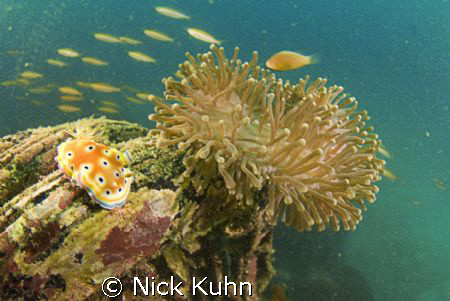 Nudi posing just right with anemone on Sunken Boat Reef a... by Nick Kuhn 