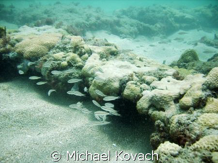 Life on the rock pile between the Sea Emperor and the Uni... by Michael Kovach 