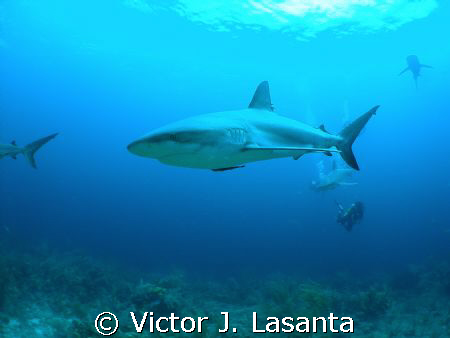 reef shark at shark wall dive site in Bahamas, sp-350 oly... by Victor J. Lasanta 