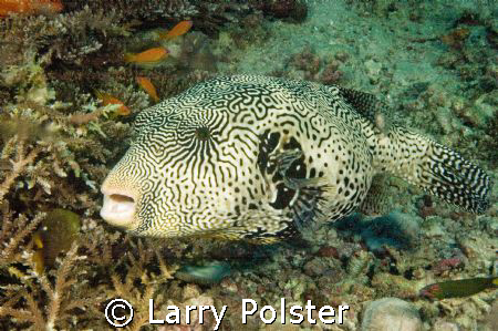 Starry Pufferfish, D70s, Sigma 14mm, liveaboard, Southern... by Larry Polster 