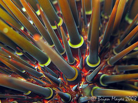 "WATCH OUT!, Don't get too close". Sea Urchin (Heliocidar... by Brian Mayes 