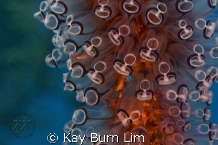 Cluster of Tunicates. D300, 105mm Maccro by Kay Burn Lim 