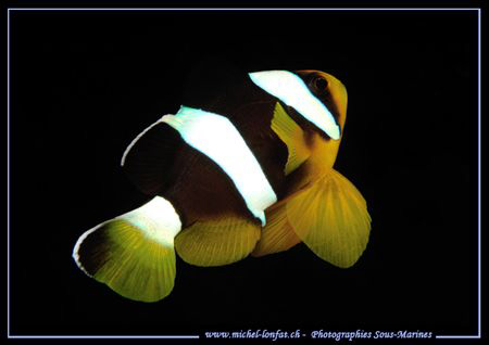 Just love this kind of Clown Fishes....  by Michel Lonfat 