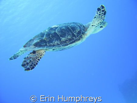 This was my first attempt at underwater photography and i... by Erin Humphreys 