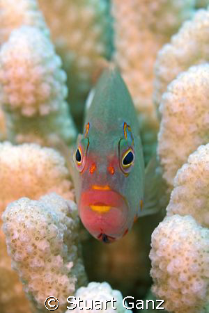 Arc-eye Hawk fish, These guys will pose for you all day. ... by Stuart Ganz 