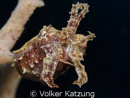 very small cuttle fish by Volker Katzung 