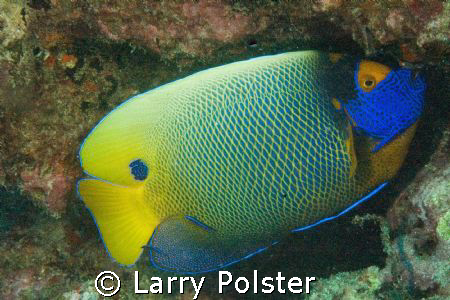 Blue face angelfish, D70s, twin D-125 strobes by Larry Polster 