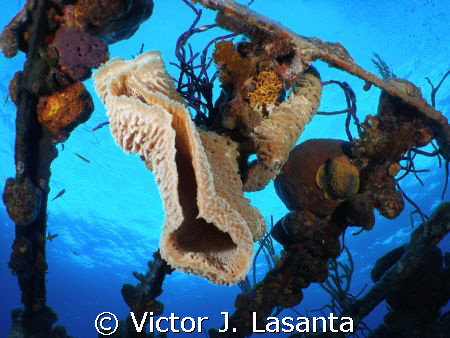  azure vase sponge in willaurie wreck dive site in Bahama... by Victor J. Lasanta 