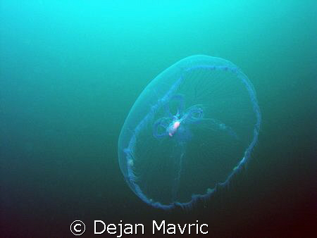 Lightness of Being, jellyfish in mid water, Sistiana, 1/5... by Dejan Mavric 