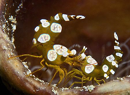 A couple of anemone shrimp having a chat... or whatever! ... by Jim Chambers 