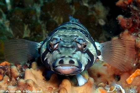 False-eye grubfish, Parapercis clathrata. Picture taken a... by Anouk Houben 