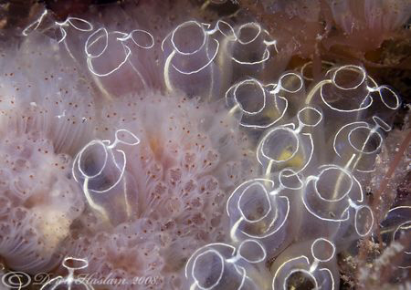 Aplidium punctum with light bulb sea squirts. North Wales... by Derek Haslam 