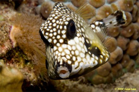 A Bonaire kiss from a very photogenic Smooth Trunkfish. I... by Susan Lunn 
