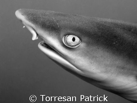 The shark by Torresan Patrick 