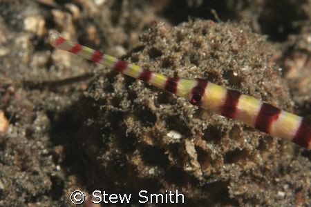 banded pipefish 60mm macro full frame by Stew Smith 