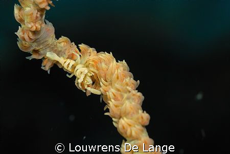 Whip coral commensal shrimp by Louwrens De Lange 