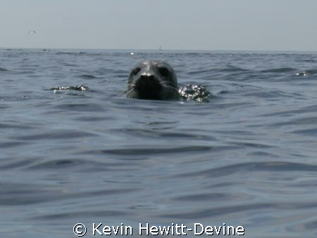 My Friend - Farne Islands 2008 - Coolpix 5400 - Sea & Sea... by Kevin Hewitt-Devine 