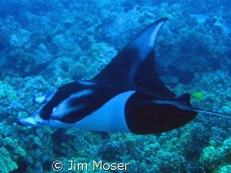 Manta Ray off the Kona coast of Hawaii. This beautiful Ma... by Jim Moser 