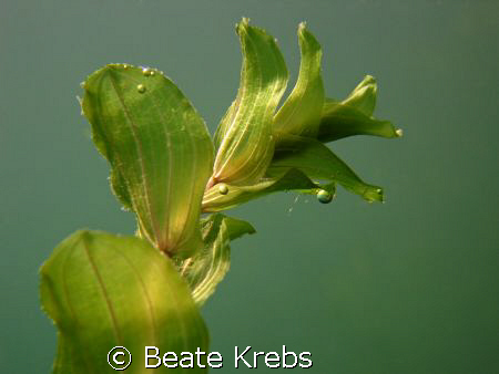 Freshwaterplant , Canon S70 no Strobe by Beate Krebs 