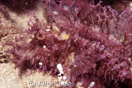 Lacy Scorpionfish,rare critter.nikon F100,60mm,f20,1/100,... by Allen Lee 