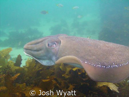 Cuttlefish - Fairy Bower.  My first attempt at underwater... by Josh Wyatt 