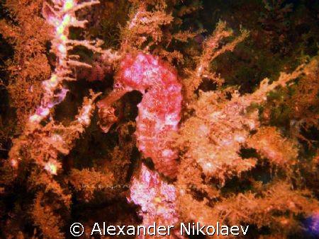 Seahorse. Octopus rock, Musandam, Northern Oman. by Alexander Nikolaev 
