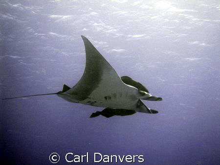 Picture taken from a shore dive at about 7 m. by Carl Danvers 