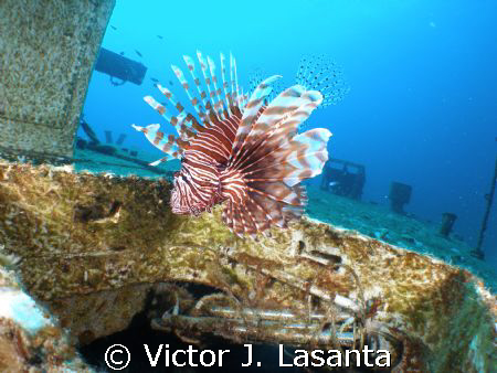 lion fish in port nelson wreck in Bahamas, olympus sp-350... by Victor J. Lasanta 