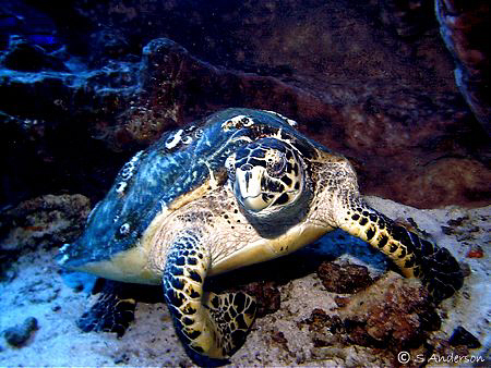 This turtle looks as though he would rather move from his... by Steven Anderson 
