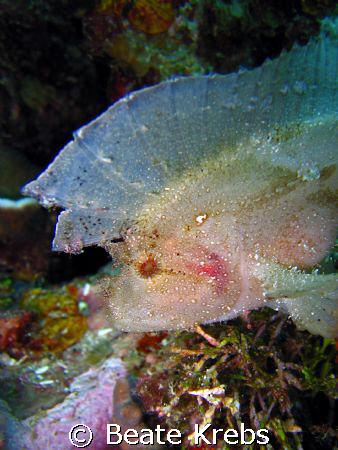 Leaf Scorpionfish , Wakatobi Reef , Canon S60  by Beate Krebs 