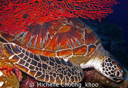 Sleepy green turtle seeking santuary amongst red gorgonia... by Michelle Choong_khoo 