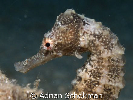 The ever shy Sea Horse. Taken at Redang Island.. Olympus ... by Adrian Schokman 