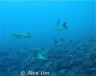 A whole schoal of Pygmy Devil Rays of Layang Layang, 5/23. by Alex Lim 