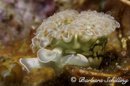 Found this beautiful lettuce sea slug in a very small cov... by Barbara Schilling 