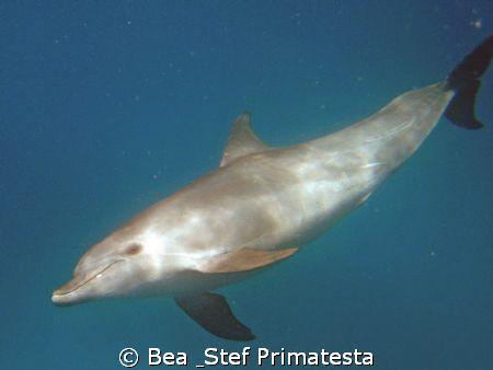 "Smiling Dolphin", (Tursiops truncatus) by Bea & Stef Primatesta 