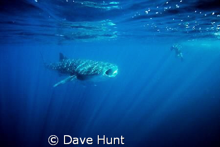 Whale shark feeding in diffused light - Ningaloo Bay Aust... by Dave Hunt 