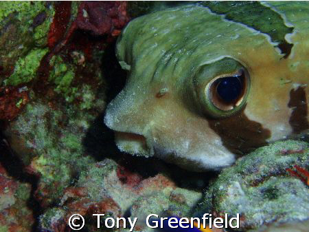 Porcupine fish with the cutest eyes by Tony Greenfield 
