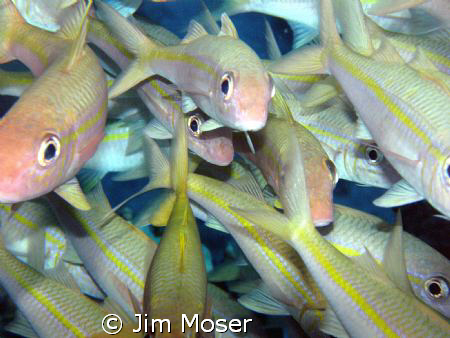 I think the fish were more curious with me as I was about... by Jim Moser 
