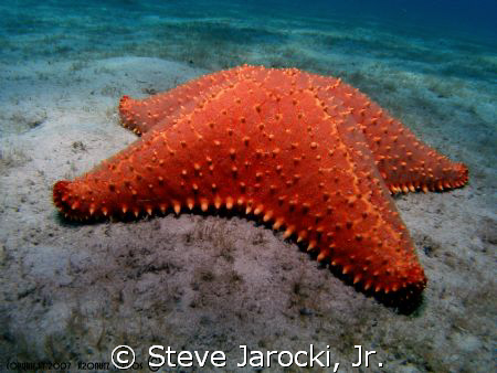 Taken in only ten feet of water; West Palm Beach Florida ... by Steve Jarocki, Jr. 