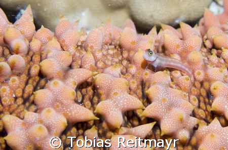 Blenny on sea cucumber, West of Eden, Similand Islands, C... by Tobias Reitmayr 