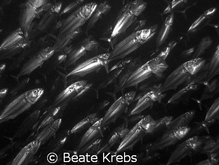 mouth mackerel in black and white, canon S70 by Beate Krebs 