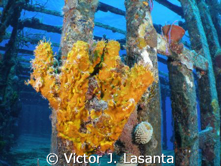 yellow tube sponge{aplysina fistularis} in willaurie wrec... by Victor J. Lasanta 
