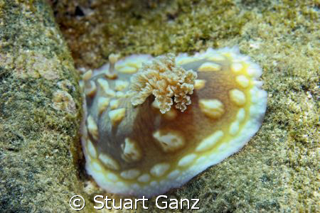 Clumpy Nudibranch, Photo taken in Sharks Cove on Oahu's N... by Stuart Ganz 