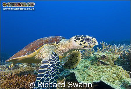 Hawksbill Turtle up close and personal ! Nikon D2x 12mm l... by Richard Swann 