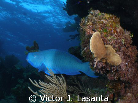 blue parrotfish in hollywood bowl dive site in Bahamas,,, by Victor J. Lasanta 